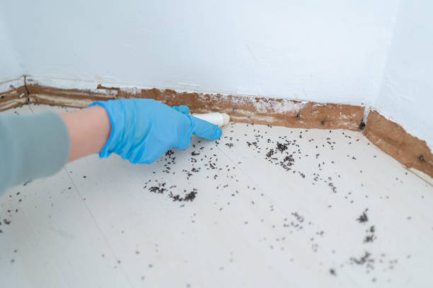 Best Spider Control Near Me  in Grandview, IL